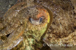 Macro of a Sepia by Vittorio Durante 